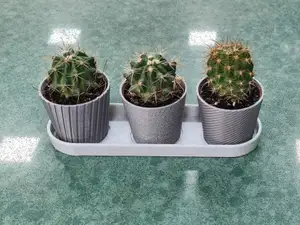 Mini Cactus 3 Planters Set With Tray