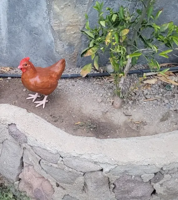 Chicken — Image 3 of 5