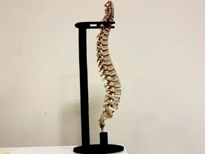 Anatomia colonna vertebrale