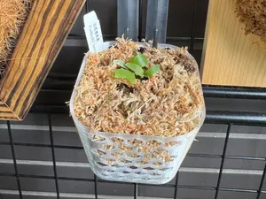 AirRoot Pot – Plant Pot with Side Ventilation