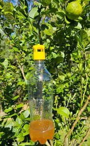 Fly Trap Cap for PET Bottle