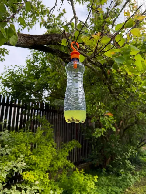 Bottle Wasp Trap — Image 2 of 7
