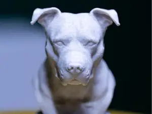 Pitbull Amstaff Büste