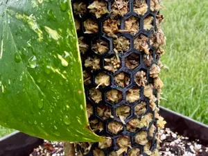 HexPole 65 - Modular Moss Pole System 65 mm