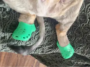 Cat Crocs