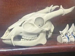 Lifesize Muntjac Deer Skull – British Wildlife