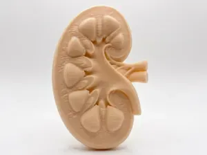 Human Kidney Anatomical Model + Keychain