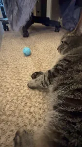 Catnip Cat ball