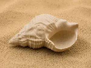 Realistic Seashell #5 - Aquarium & Home Decor