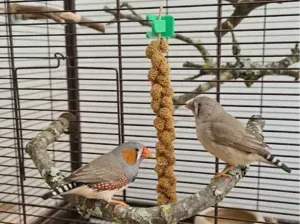 Pinza para Panizo y Alimentos Colgantes para Aves