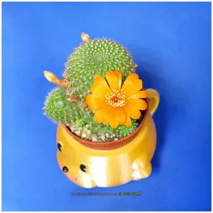 Mugs bear potted plants