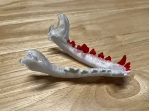 Canine TPU Jaw with Removable PETG Teeth