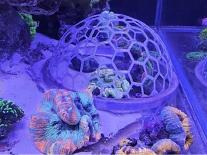 CORAL PROTECTION DOME - Coral dome for aquarium