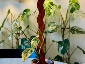 Modular Wooden Plant Stake – Grows With Your Plant