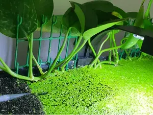 Aquarium Pothos Rack (Extra Tall and deep)