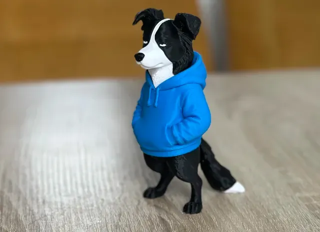Cool swag Border Collie — Image 4 of 6