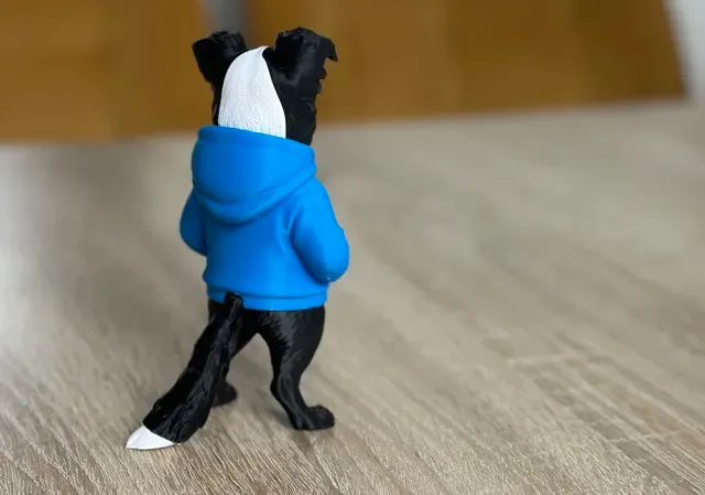Cool swag Border Collie — Image 5 of 6