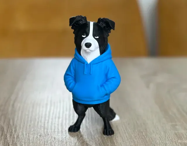 Cool swag Border Collie — Image 2 of 6