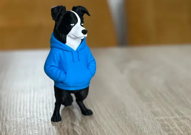 Cool swag Border Collie — Image 3 of 6
