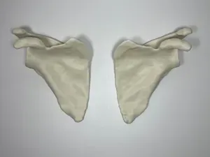 Visible Human Female Left and Right Scapula