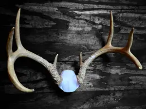 "Skull Cap/ Plate" Deer Antler Mount 
