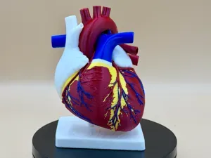 Heart of Life – Anatomical Heart Display