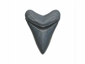 Megalodon Tooth | Realistic Fossil Replica