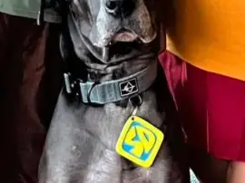 Scooby Doo Dog Tag