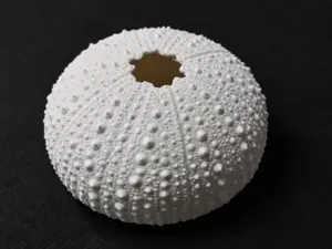 Sea Urchin Skeleton