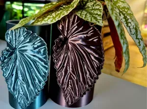 Begonie Darth Vaderiana Self Watering Planter