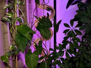 Spiral Plant Stake / Plant Support
