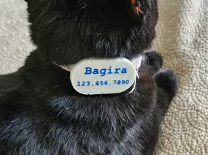 Galaxy Tag 2 Holder for a Cat Collar