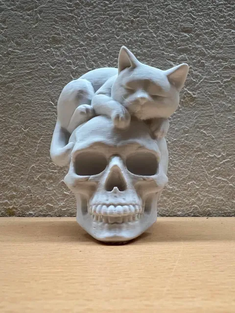 Sleepy Cat on Skull — Image 2 of 2