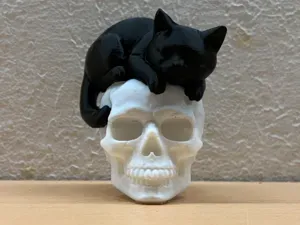 Sleepy Cat on Skull