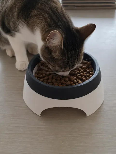 Modern Raised Pet Food & Water Bowl (PLA PURE) — Фото 4 из 4