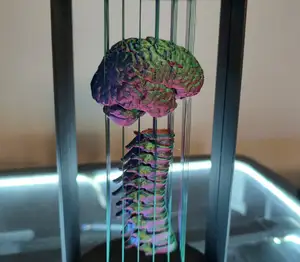 Suspended Brain and Spine