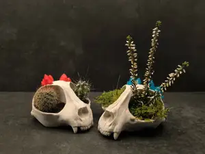 Crystal Skull Planter