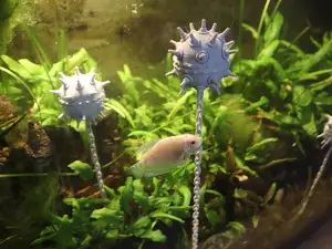 aquarium floating mine