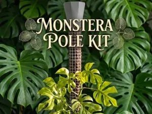 Monstera Moss pole kit