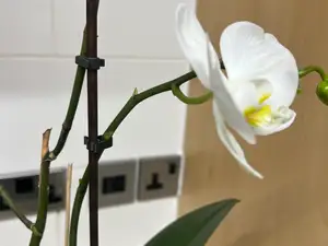 Plant Stem Support Clips for Orchids and More