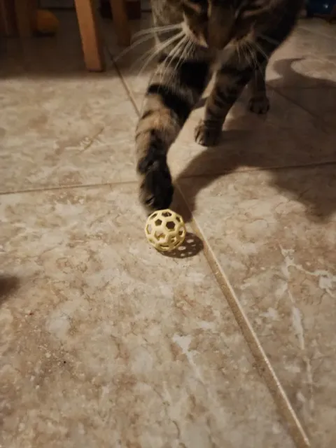 Cat Toy Ball — Фото 7 из 7