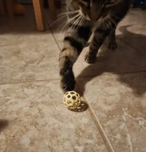 Cat Toy Ball