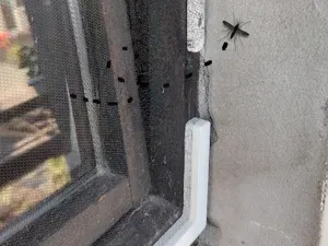 Magnetic Insect Screen System for Windows & Doors