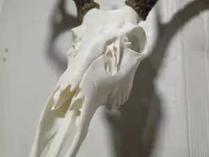 Ultra Realistic Deer Antler Mount Skull