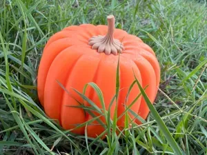 Zucca
