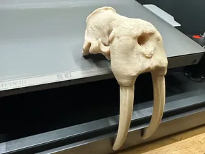 Walrus Skull