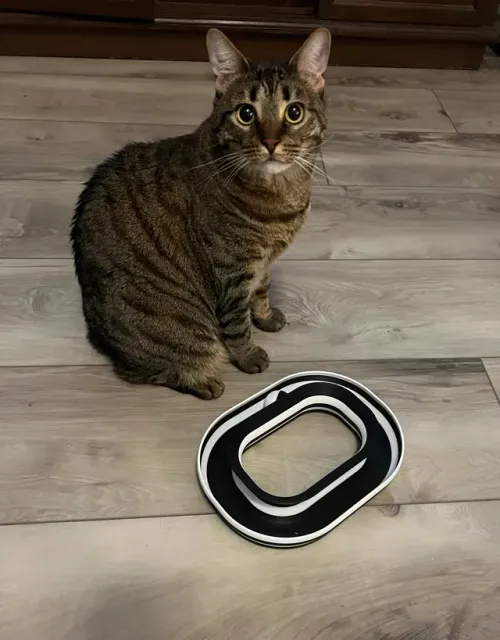 Infinity Ball Loop - Cat Toy — Фото 3 из 8