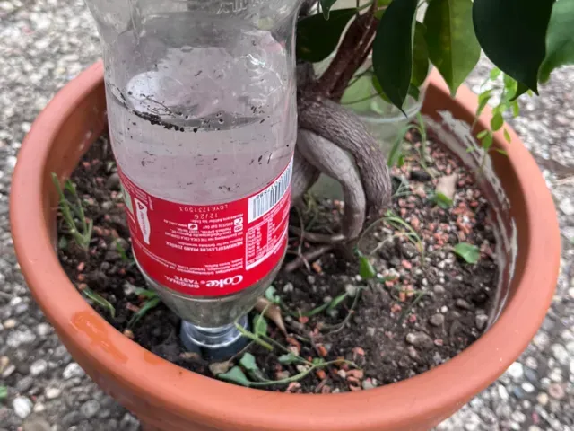 Plant Amo Mini Watering Spike for Small Plants