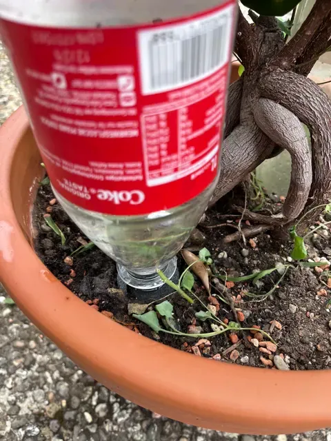 Plant Amo Mini Watering Spike for Small Plants — Фото 2 из 8