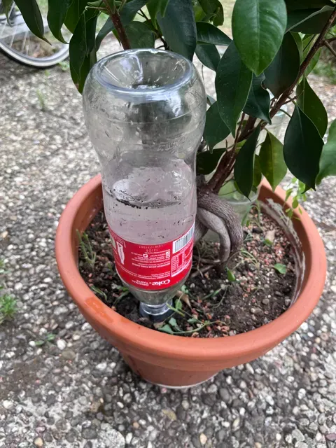 Plant Amo Mini Watering Spike for Small Plants — Фото 8 из 8
